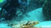 vlcsnap-2532484 (Large)